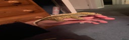 Gecko reptiles for sale: Crested Gecko Looking For New Home - Advert 3