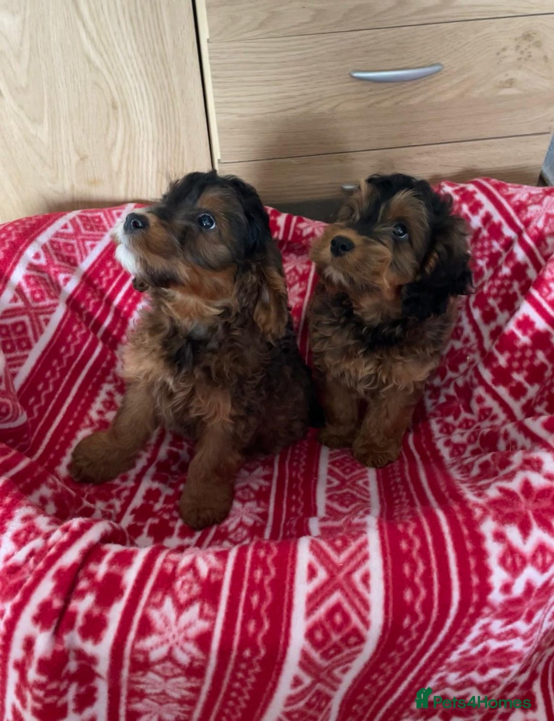 Cockapoo dogs for sale: Beautiful cockapoo pups  - Advert 2