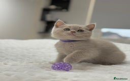 Scottish Fold cats for sale: Scottish straight - Image 1