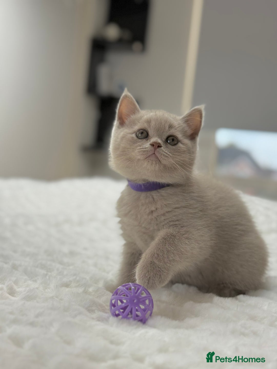 Scottish Fold cats for sale: Scottish straight - Image 1
