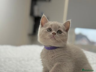 Scottish Fold cats - Advert 24