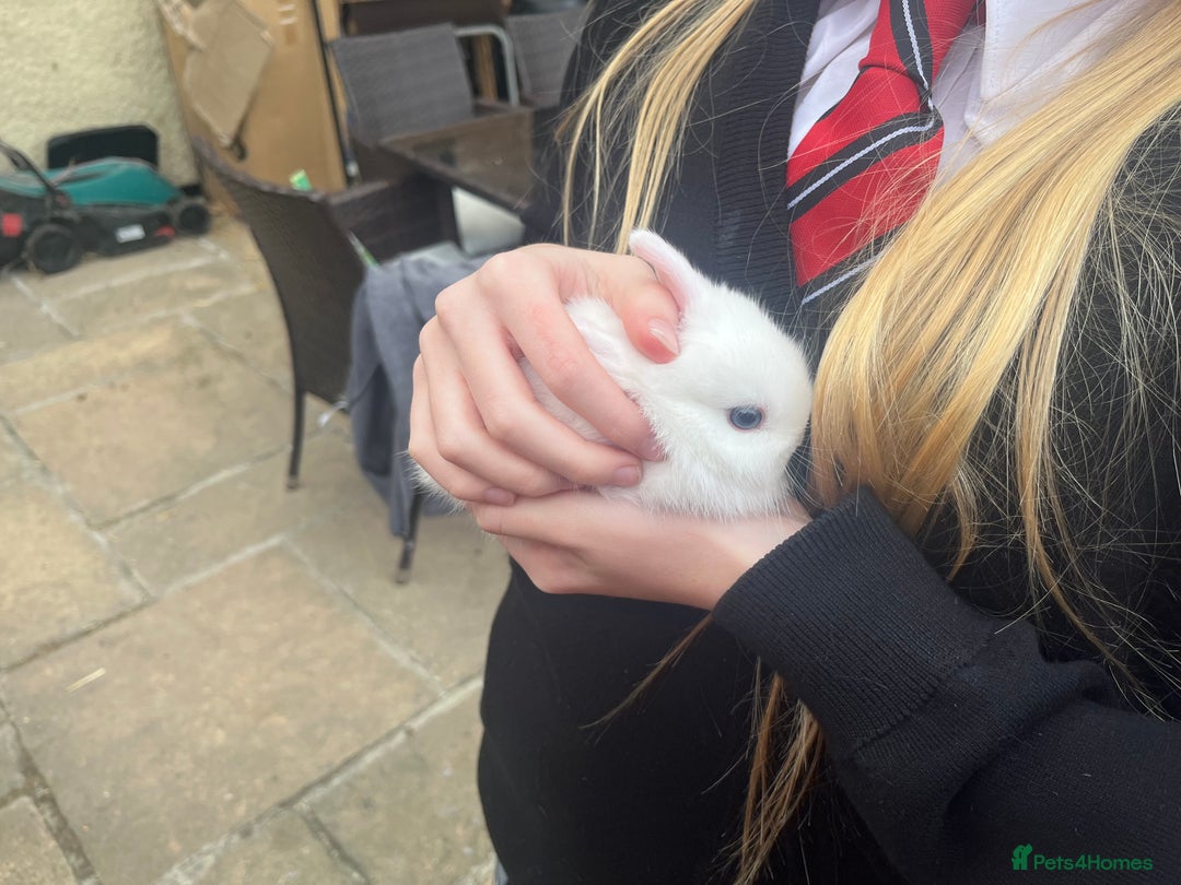 Netherland Dwarf rabbits for sale: Dwarf Bunnies - Image 10