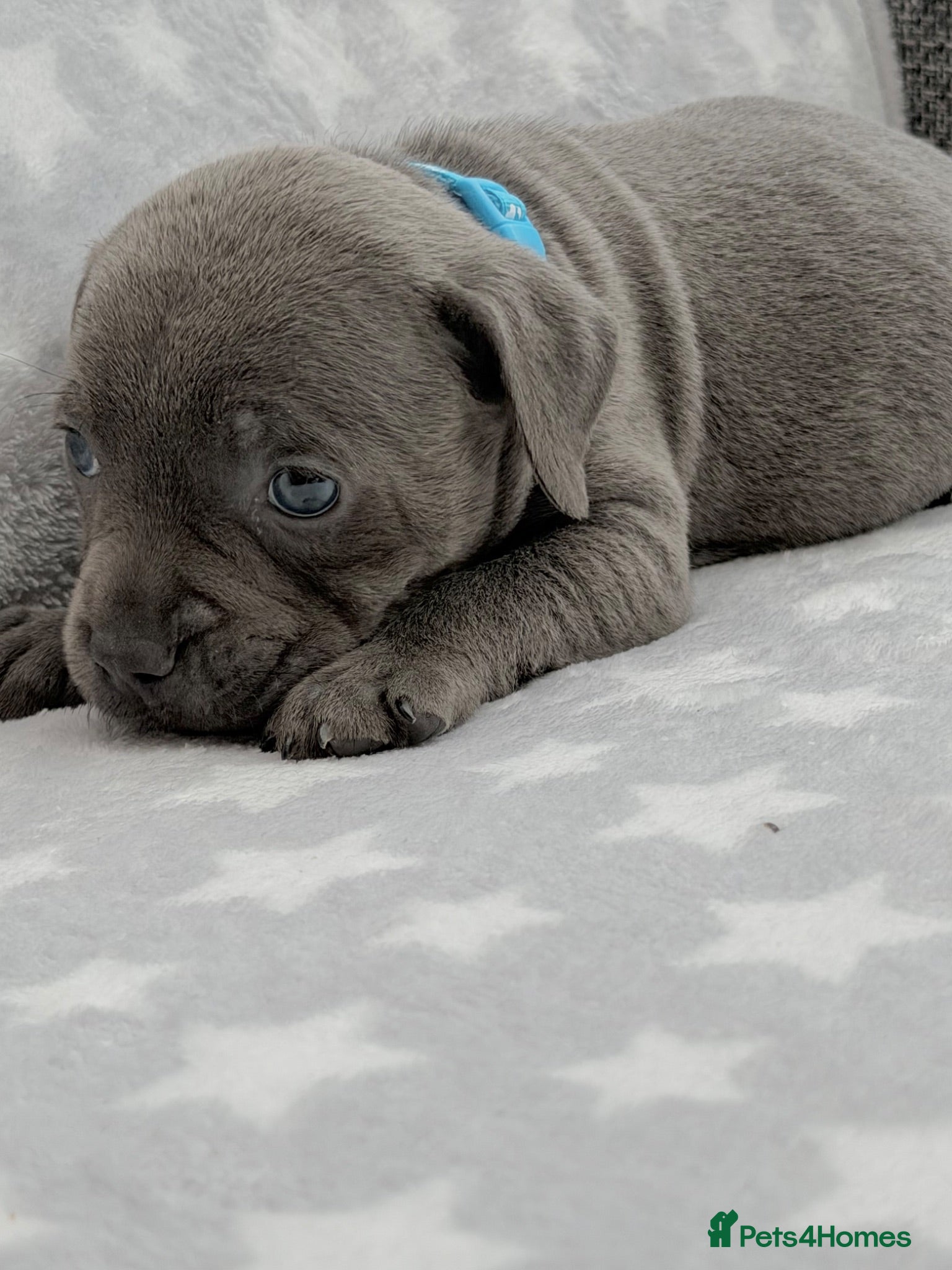 Staffordshire Bull Terrier dogs Kc blue staffordshire bullterrier puppies - Advert 1