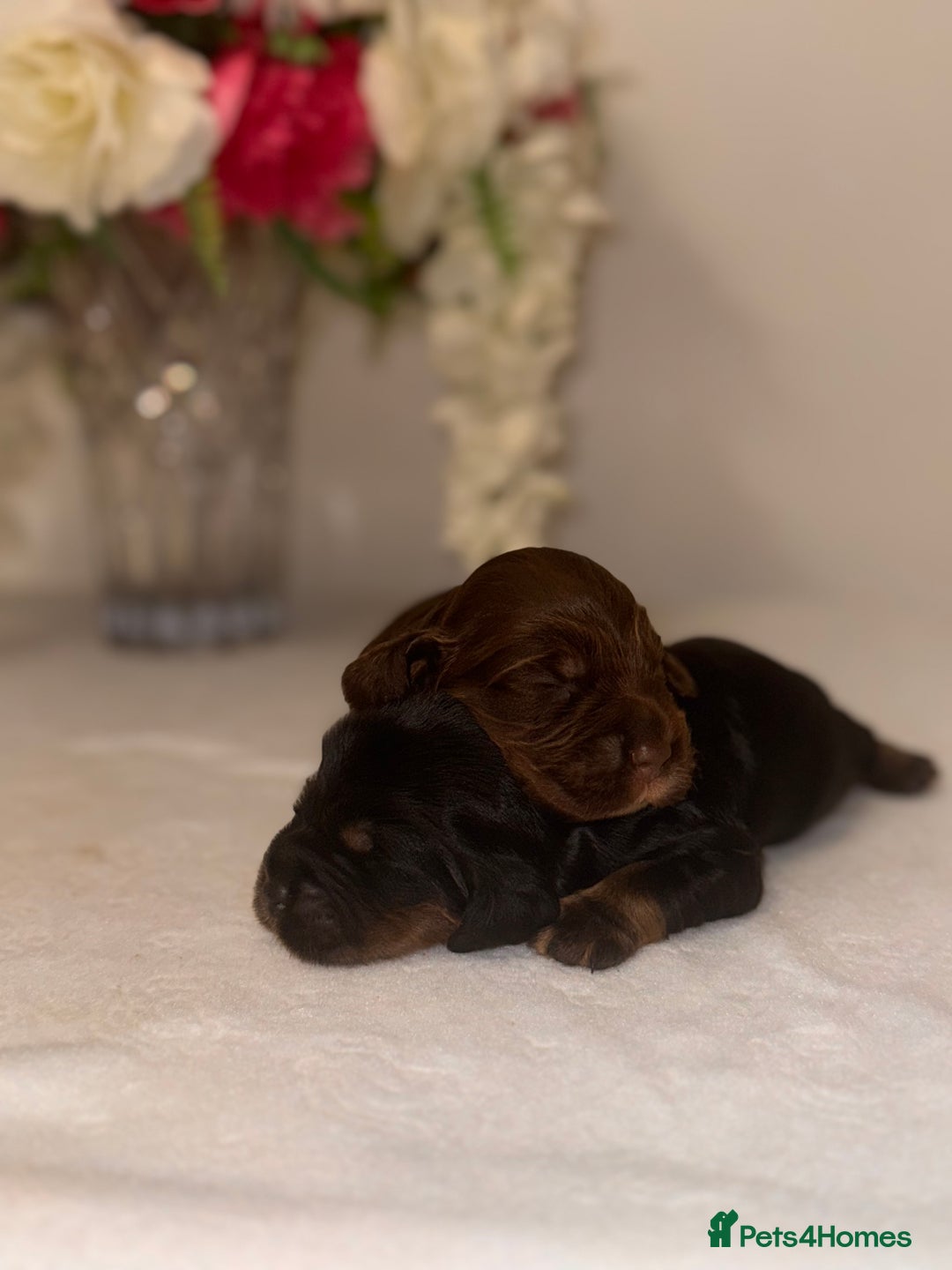 Cocker Spaniel dogs for sale: 🐶🐾beautiful show cocker spaniel puppy’s 🐶🐾 - Image 10