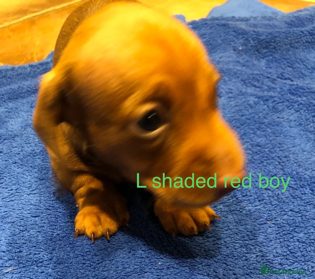 Miniature Dachshund dogs for sale: Smooth haired min Dachshund - Advert 20