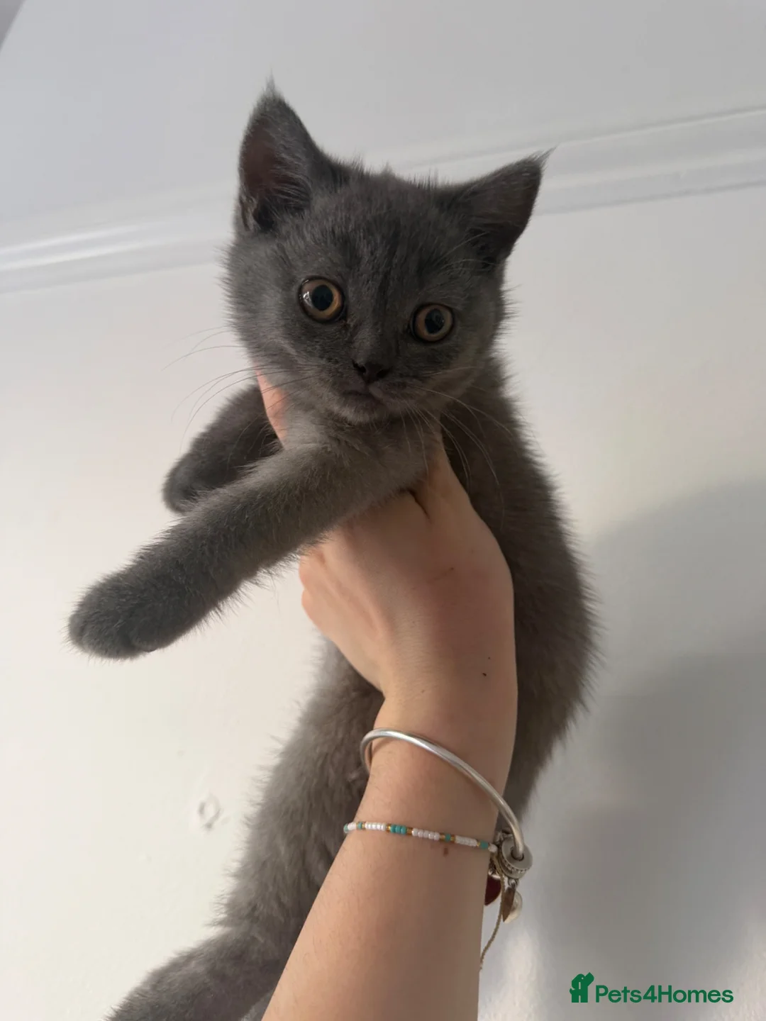 Mixed Breed cats for sale: British / Scottish  - Advert 2
