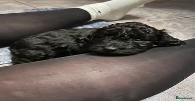 Cockapoo dogs - Advert 2