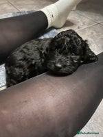 Cockapoo dogs - Advert 2