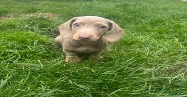 Miniature Dachshund dogs - Advert 15