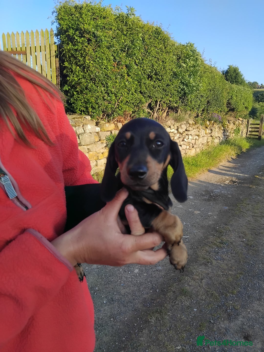 Miniature Dachshund dogs for sale: Kc reg Miniature dachshunds - Image 6