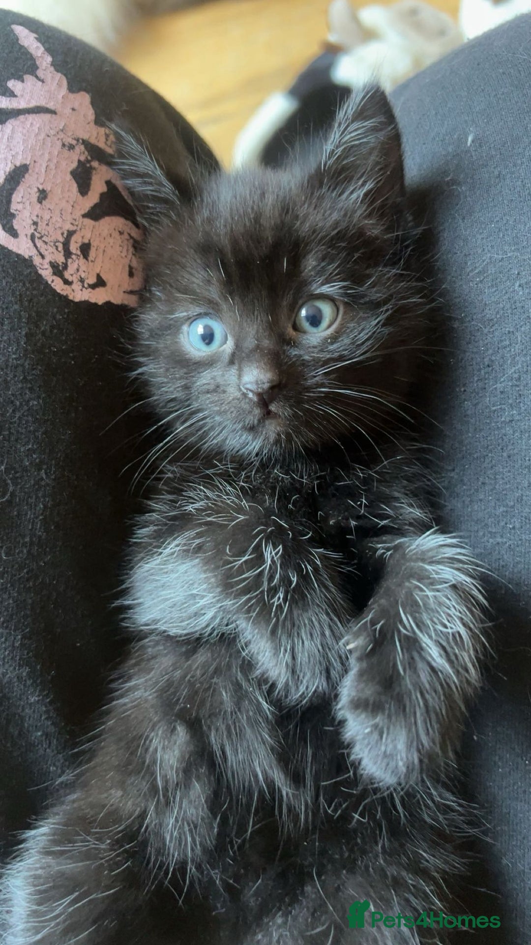 RagaMuffin cats for sale: Ragamuffin kittens  - Image 21