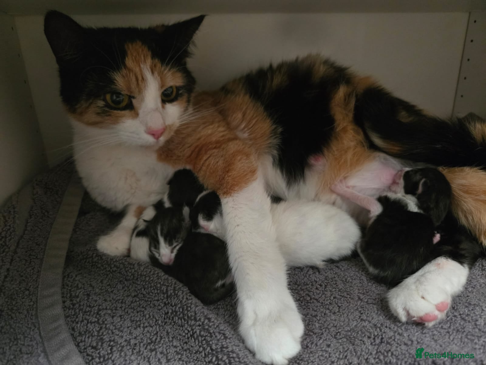 Mixed Breed cats Super cute kittens - Advert 1