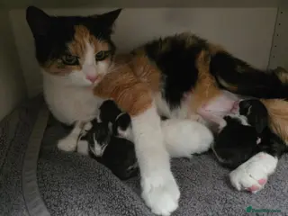 Mixed Breed cats Super cute kittens - Advert 4