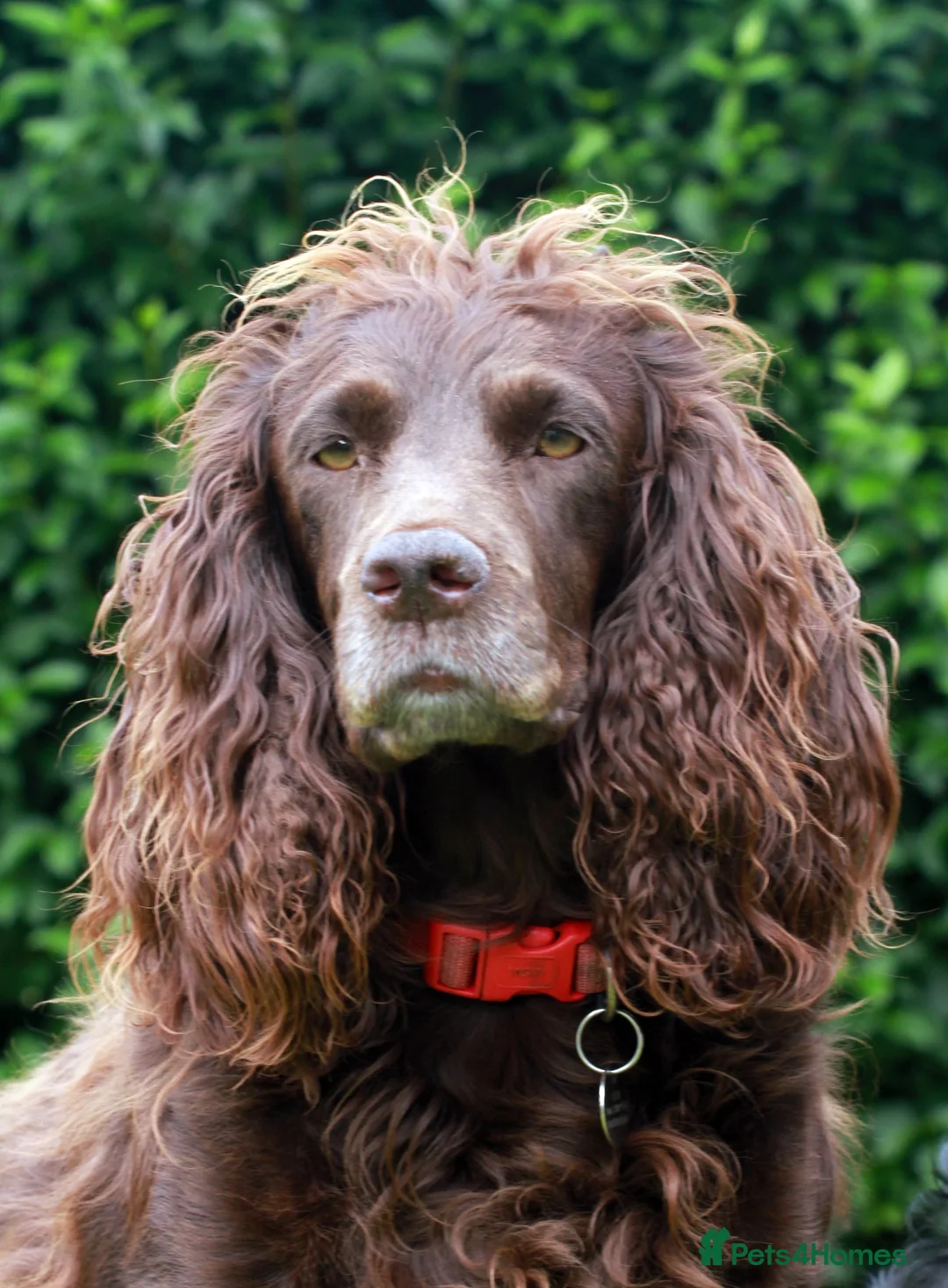 Sprocker dogs for sale: sprocker pups for sale - Advert 2