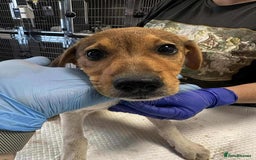 Mixed Breed dogs for adoption: 🥞Pancake🥞is looking for her forever home!  - Image 2
