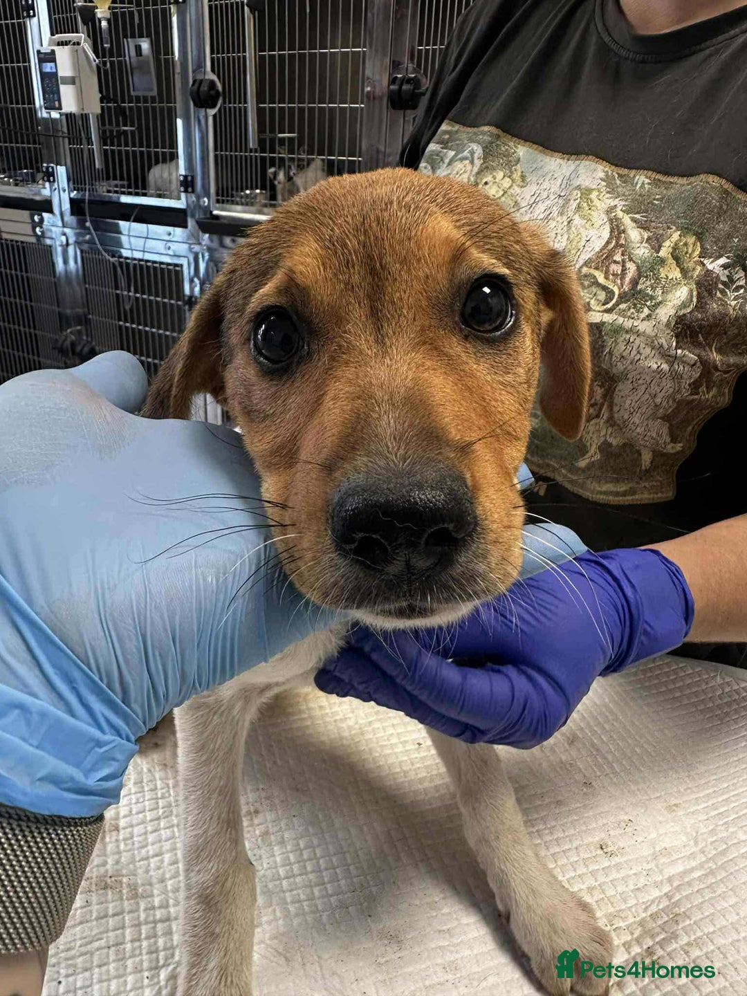 Mixed Breed dogs for adoption: 🥞Pancake🥞is looking for her forever home!  - Image 2