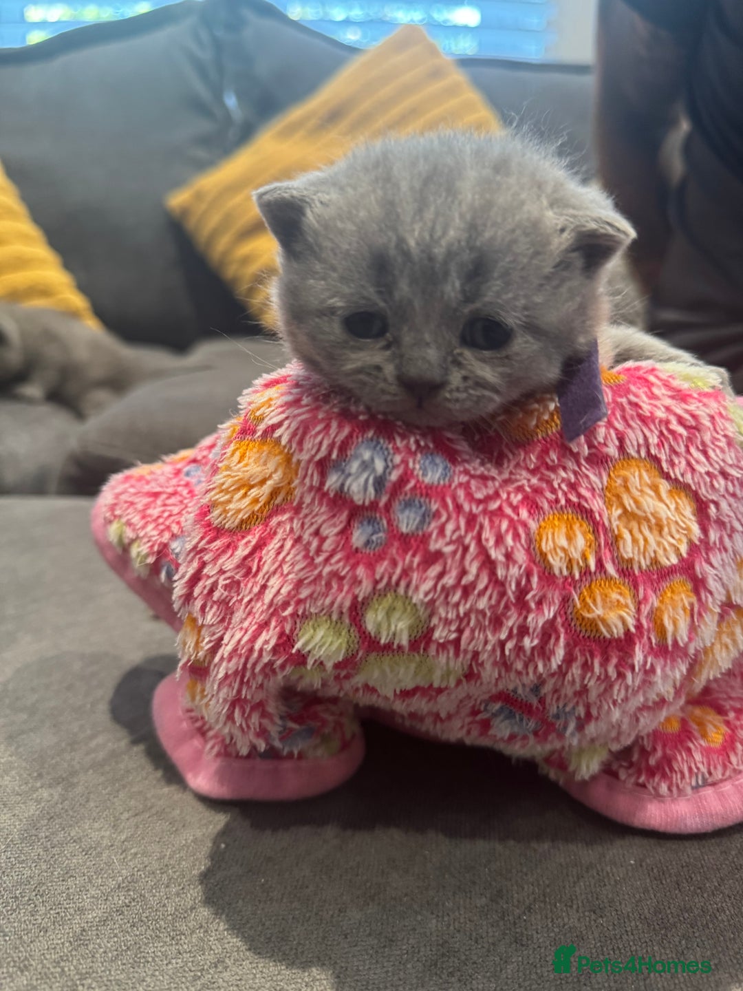British Shorthair cats for sale: British short hair kittens  - Image 11
