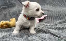 West Highland Terrier dogs for sale: KC REGISTERED Boys & Girl available - Image 8