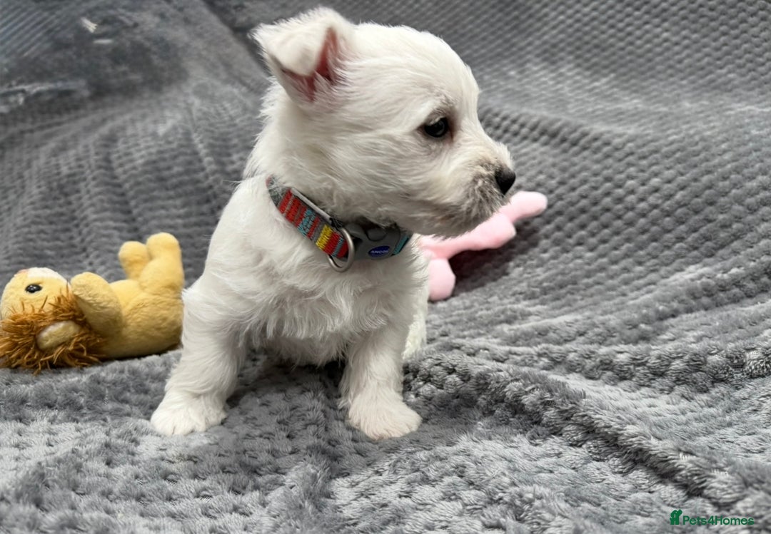West Highland Terrier dogs for sale: KC REGISTERED Boys & Girl available - Image 8