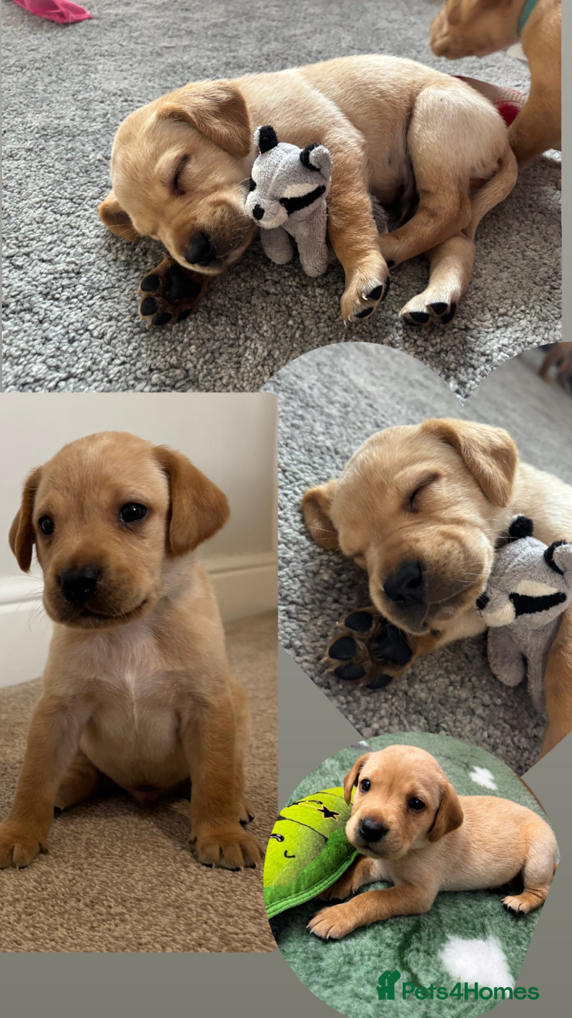 Labrador Retriever dogs Beautiful Red/Yellow KC Labrador puppies  - Advert 2