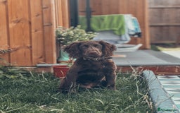 Cocker Spaniel dogs for sale: 4 months old working cocker spaniel - Image 9