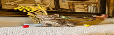 Devon Rex 4