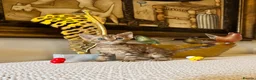 Devon Rex cats for sale: Superb quality Devon Babies TICA Registered  - Advert 5