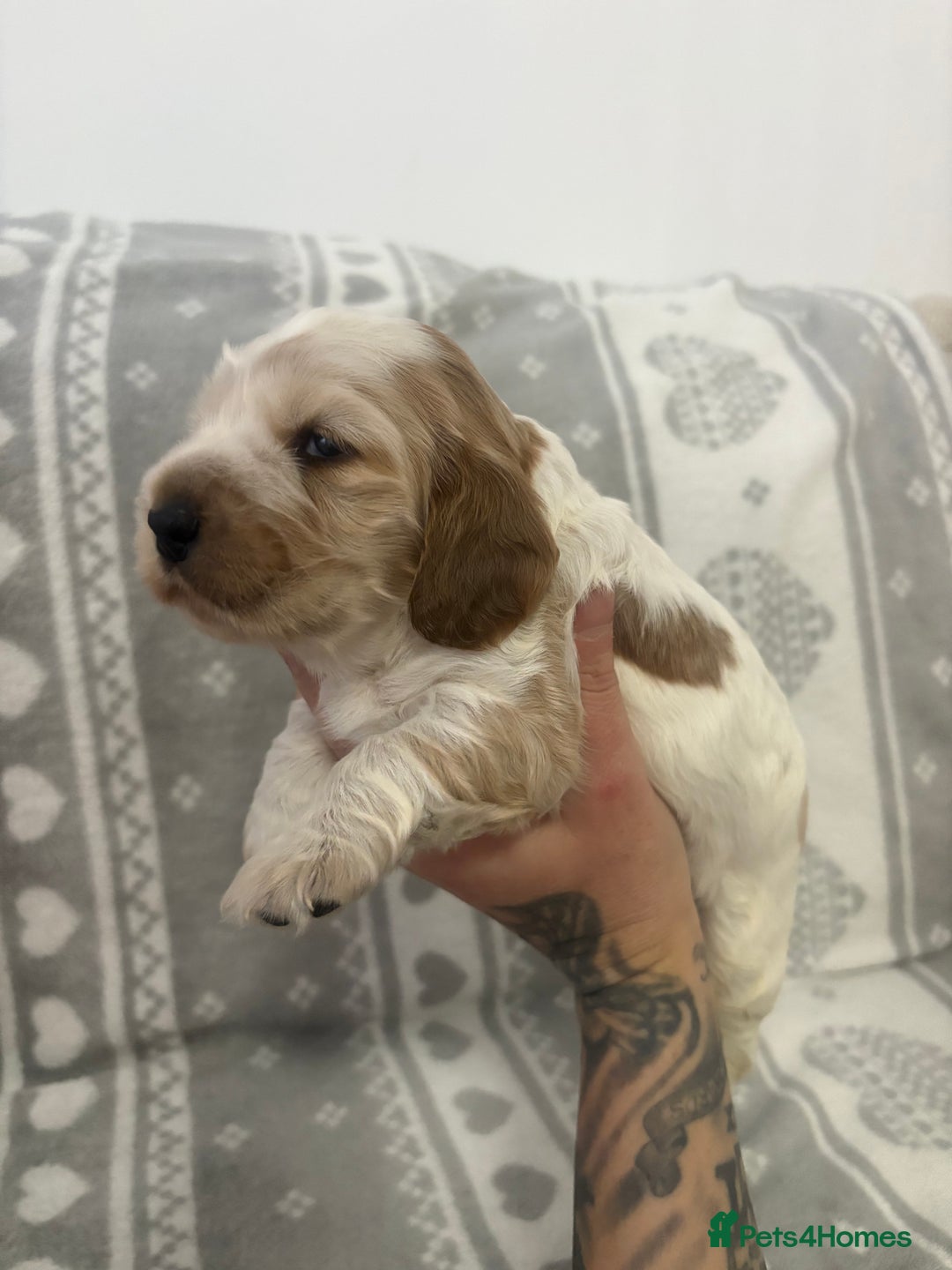 Cocker Spaniel dogs for sale: KC Reg Delightful Show Type Cocker Spaniels - Advert 14