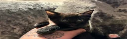 Mixed Breed cats for sale: Two stunning half British blue kittens for sale - Advert 15