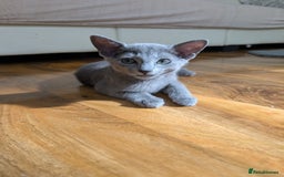 Russian Blue cats for sale: Stunning Russian Blue babies  in Huddersfield - Image 6