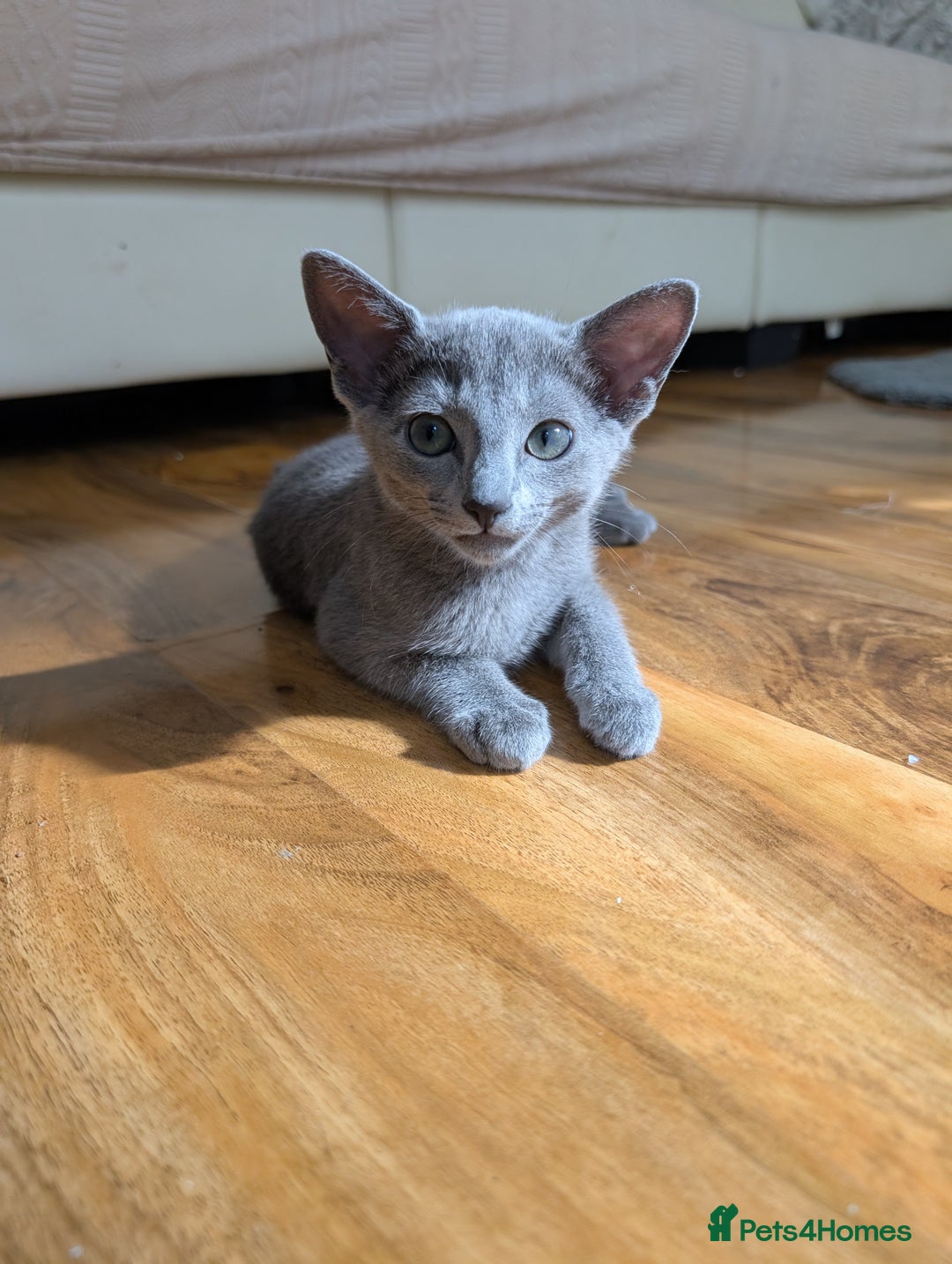 Russian Blue cats for sale: Stunning Russian Blue babies  in Huddersfield - Image 6