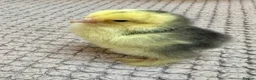 Chickens poultry for sale: Brahma Chicks - Advert 3