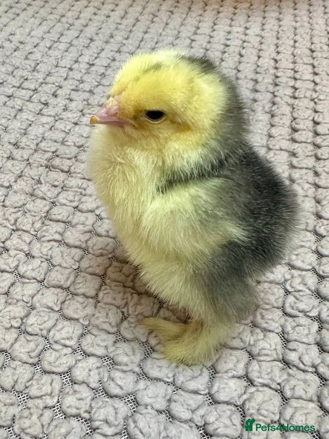 Chickens poultry for sale: Brahma Chicks - Advert 3