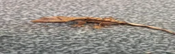 Gecko reptiles for sale: Female Crested Gecko - Advert 10