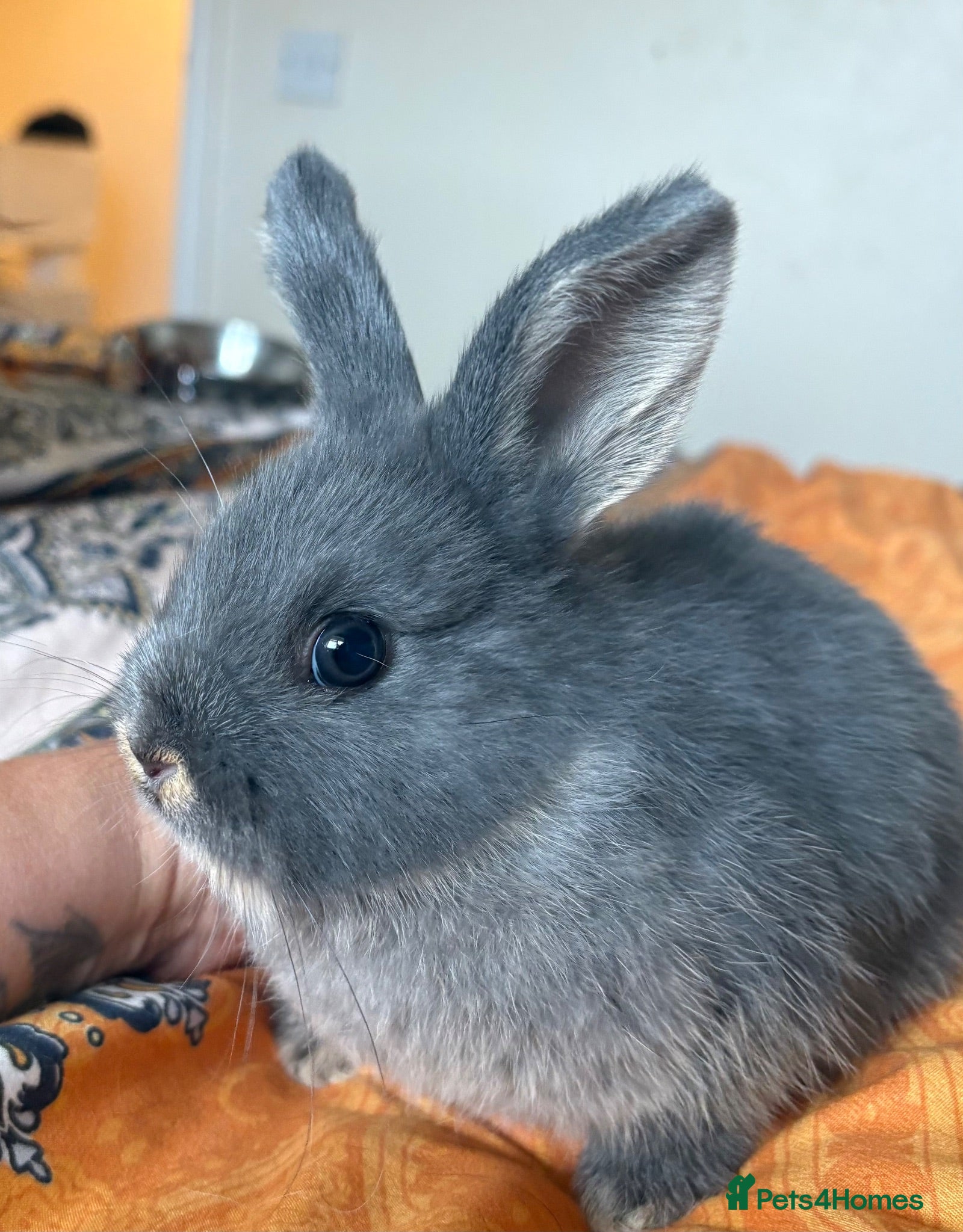 Netherland Dwarf rabbits Gorgeous Netherland Dwarf mix breed - Advert 4