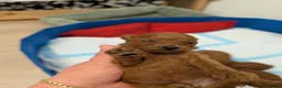 Toy Poodle dogs for sale: Pedigree Toy Poodle Puppies - Advert 6