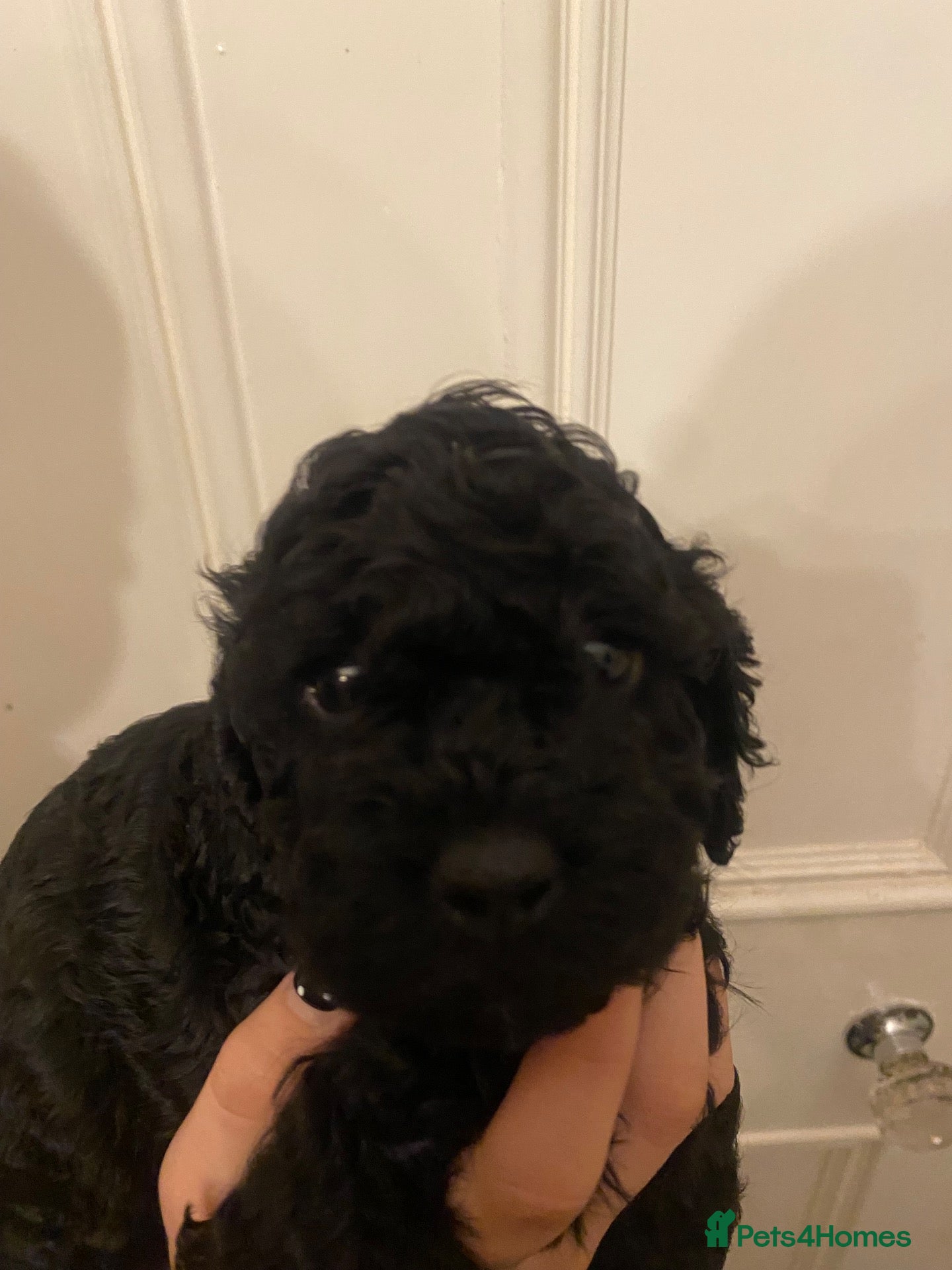 Mixed Breed dogs Beautiful Covapoo pups for sale - Advert 8