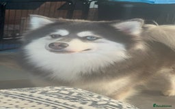 Pomsky dogs for sale: Beautiful husky marked Pomskies  - Image 24
