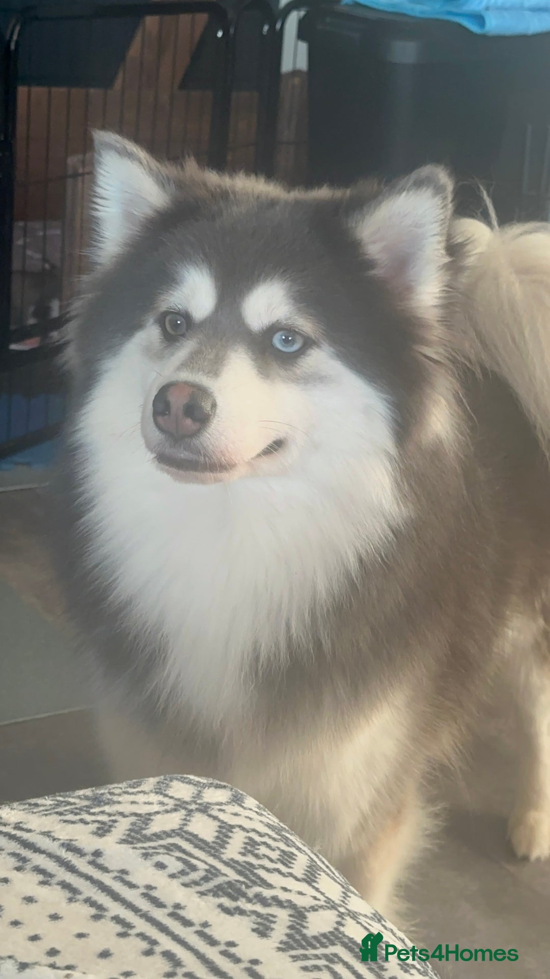 Pomsky dogs for sale: Beautiful husky marked Pomskies  - Image 24