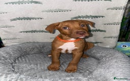Mixed Breed dogs for sale: 6 Beautiful Fur Babies - Image 2