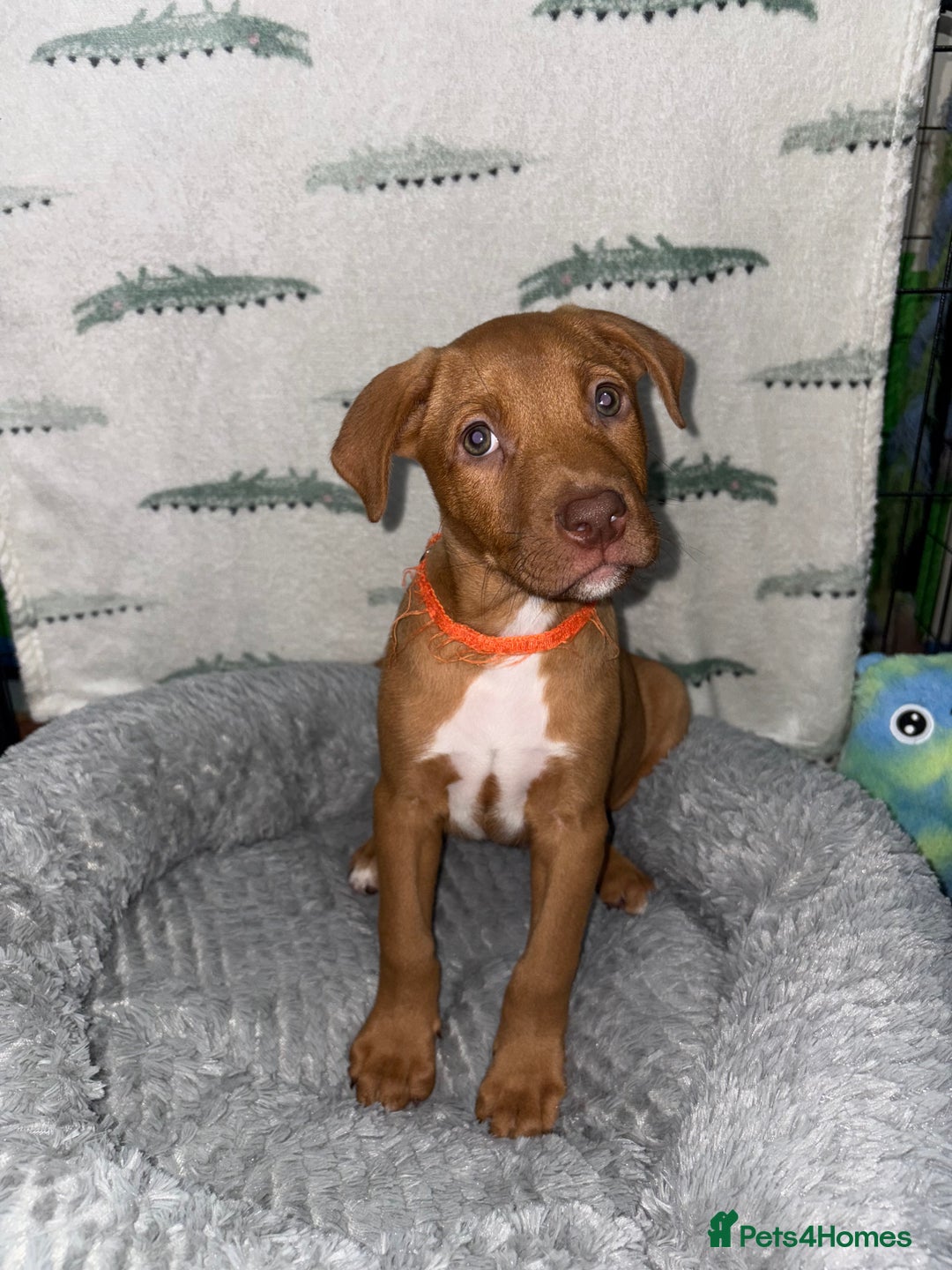Mixed Breed dogs for sale: 6 Beautiful Fur Babies - Image 2