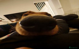 Labrador Retriever dogs for sale: Rufus 10 month old Red Fox Lab - Image 5