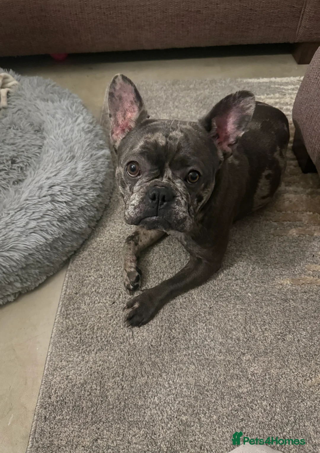French Bulldog dogs for stud: Wanting to breed  - Advert 1