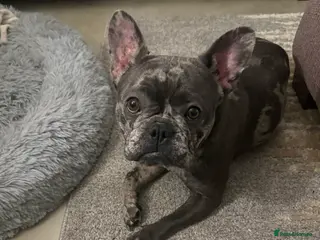 French Bulldog dogs Wanting to breed - Advert 1