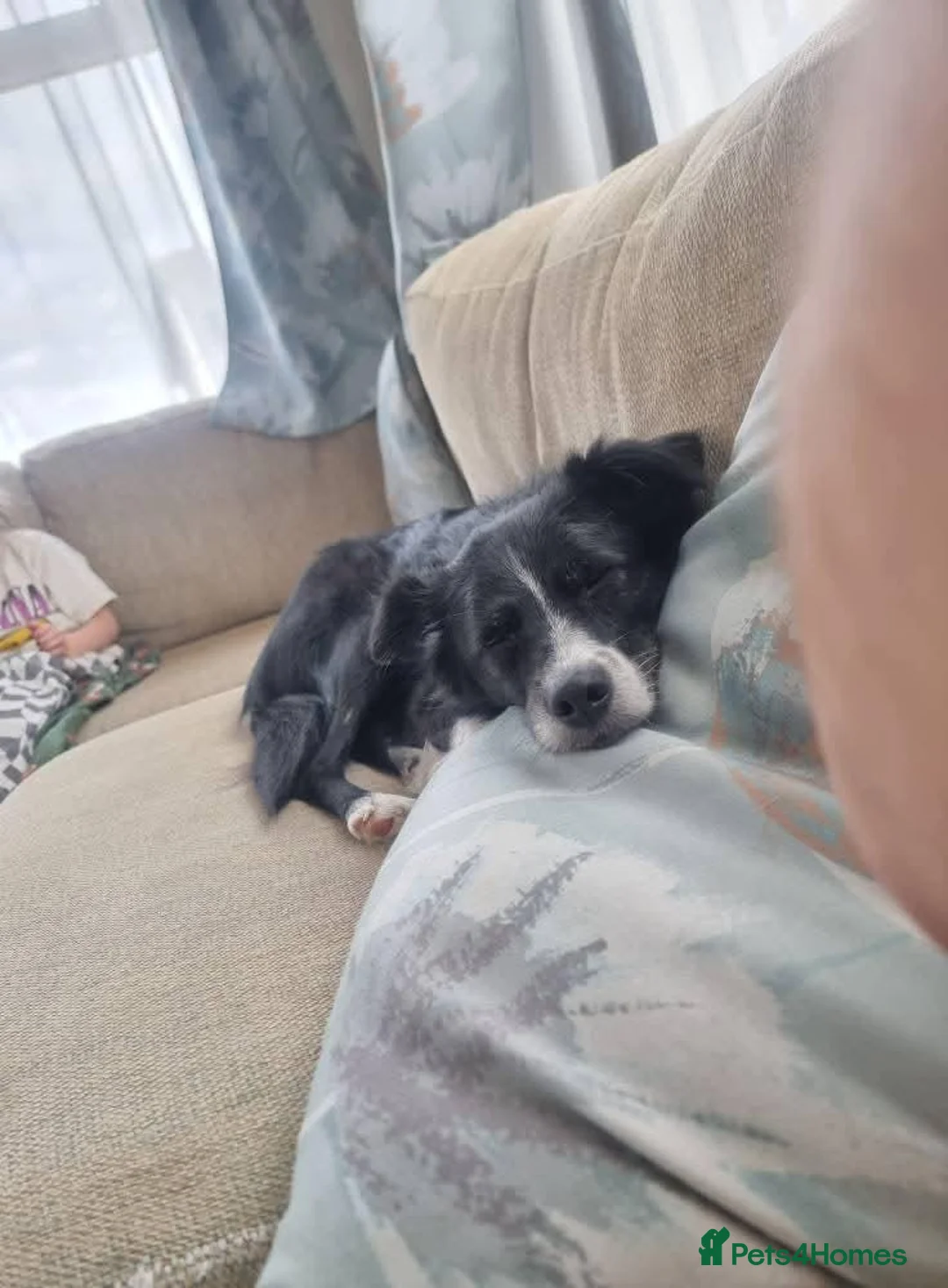 Mixed Breed dogs for sale: Male neutered dog in Prestatyn - Advert 9