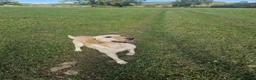 Labrador Retriever dogs for sale: Gun dog bitch - Advert 3