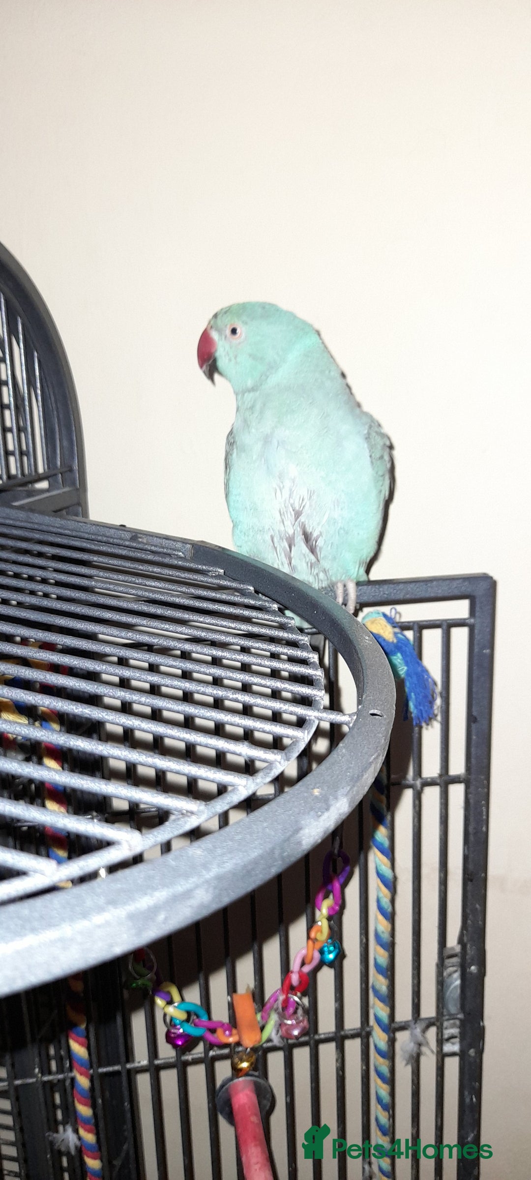 Parrots birds for sale: Bugys, Blue Indian Ringneck Parrot - Image 4