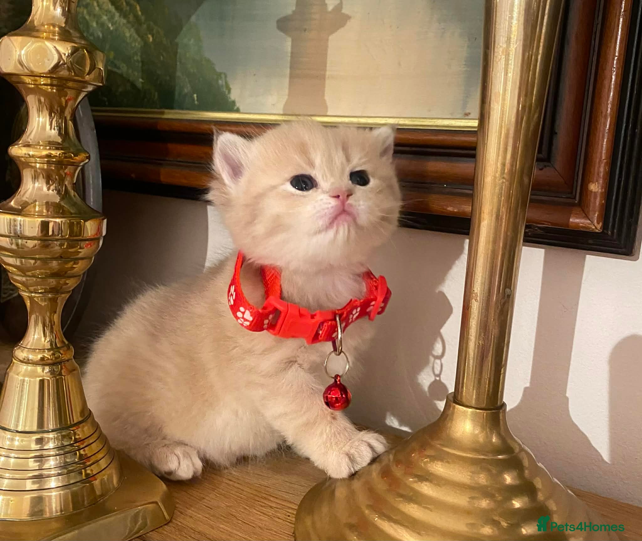 British Shorthair cats British shorthair kittens  - Advert 8