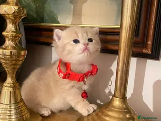 British Shorthair cats British shorthair kittens - Advert 8