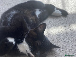 Mixed Breed cats - Advert 14